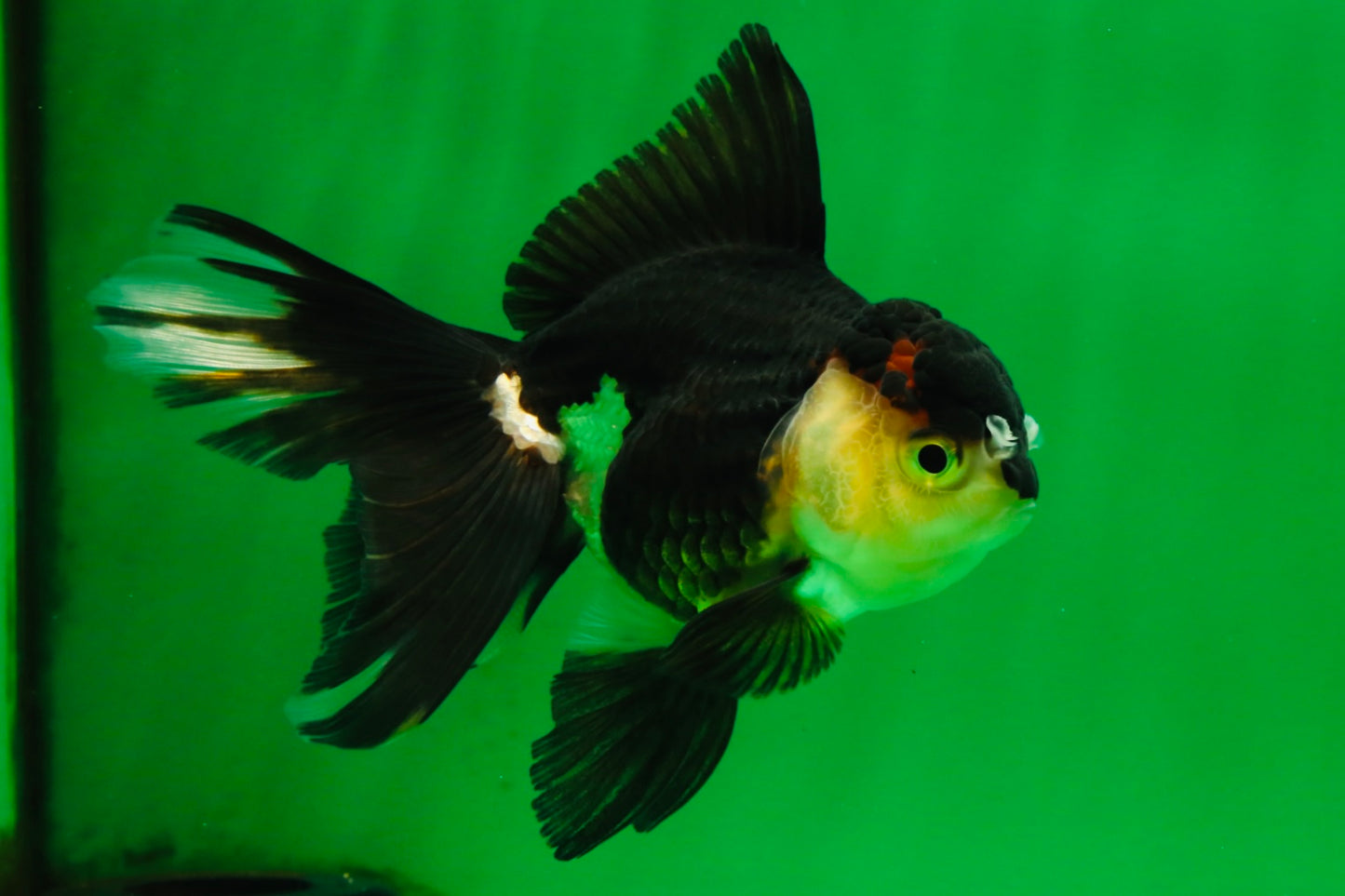 [COUPLE] Tiger Male & Panda Female Oranda 4.5 inches #101025CO_06