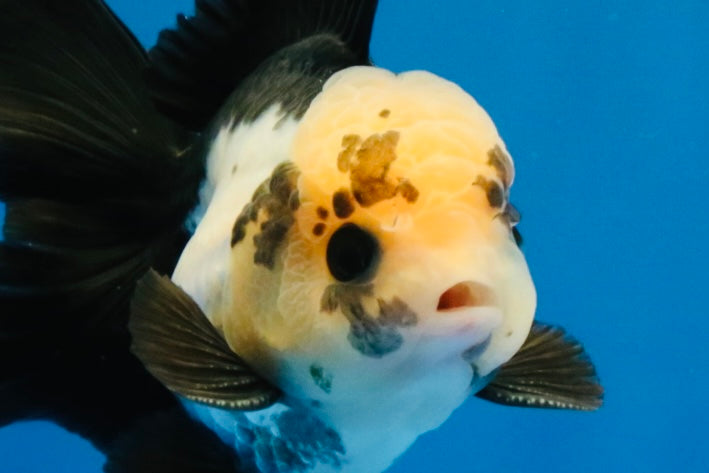 [SINGLE] Panda Button Eyes Oranda Male 4 inches #030626SO_06