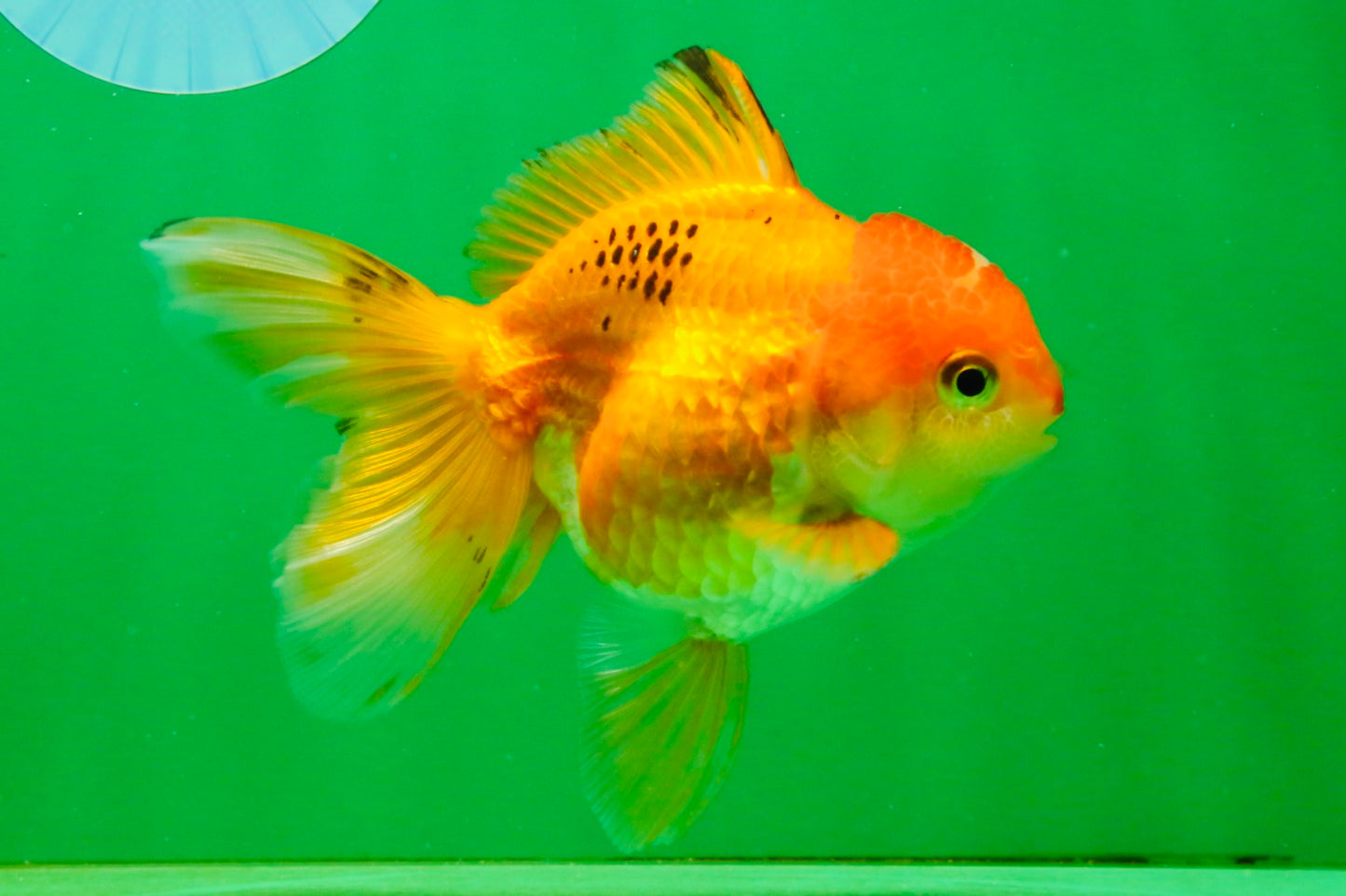 [SINGLE] Orange Female 4.5 inches #103125SO_04