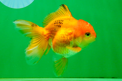 [SINGLE] Orange Female 4.5 inches #103125SO_04