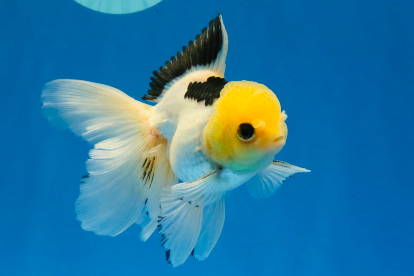 [SINGLE] Panda Oranda Male 4.5 inches #030626SO_03