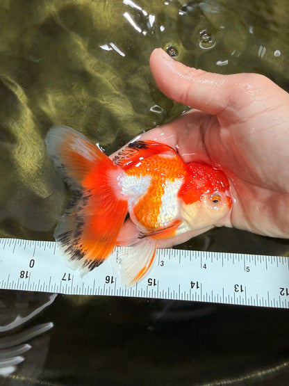 [SINGLE] Red White Oranda Male 4.5 inches #031326SO_07