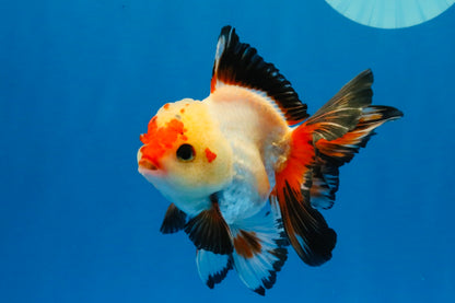 [SINGLE] Heart Face Tricolor Oranda Male 4-4.5 inches #030626SO_02