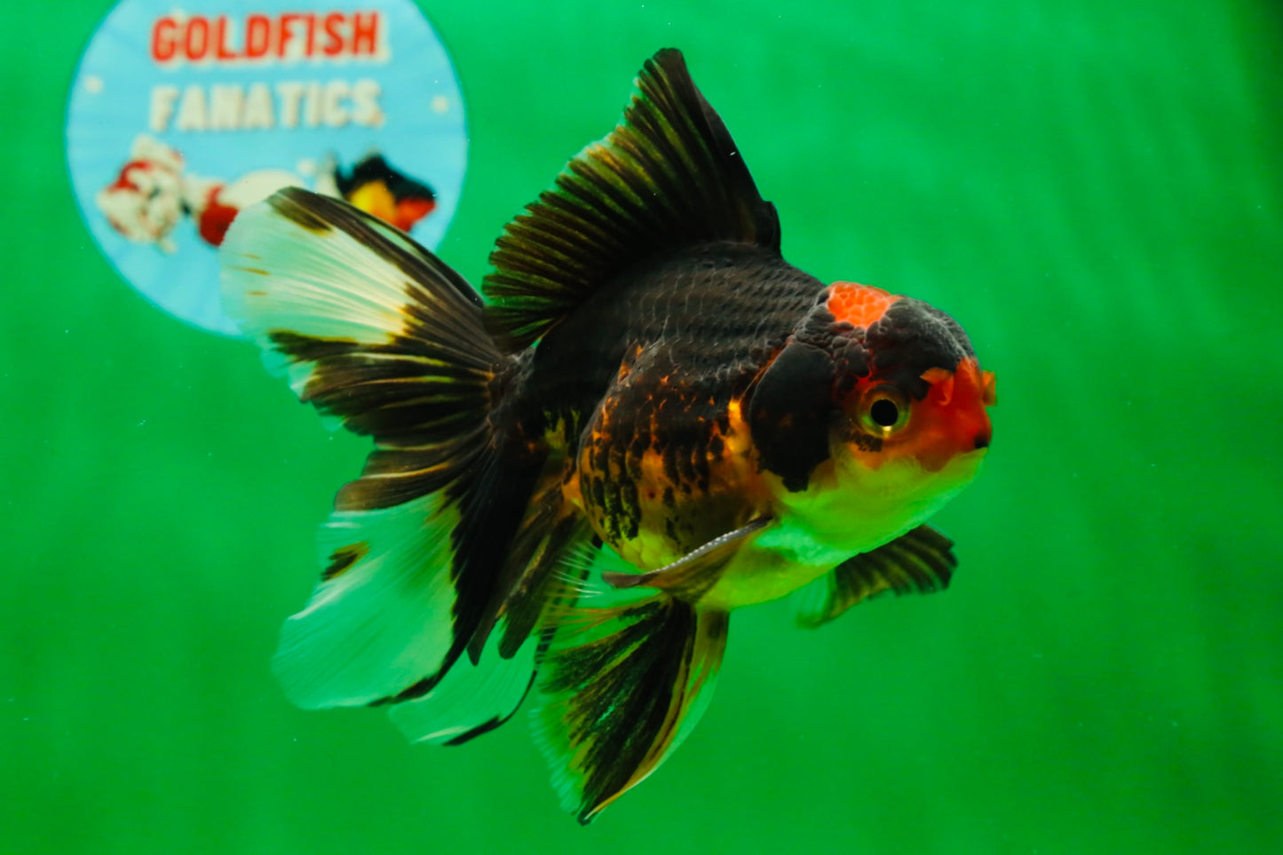 [SINGLE] Tricolor Male 5 inches #101725SO_03