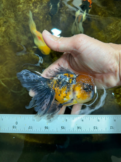 [SINGLE] Tiger Oranda Male 4.5 inches #082225SO_04