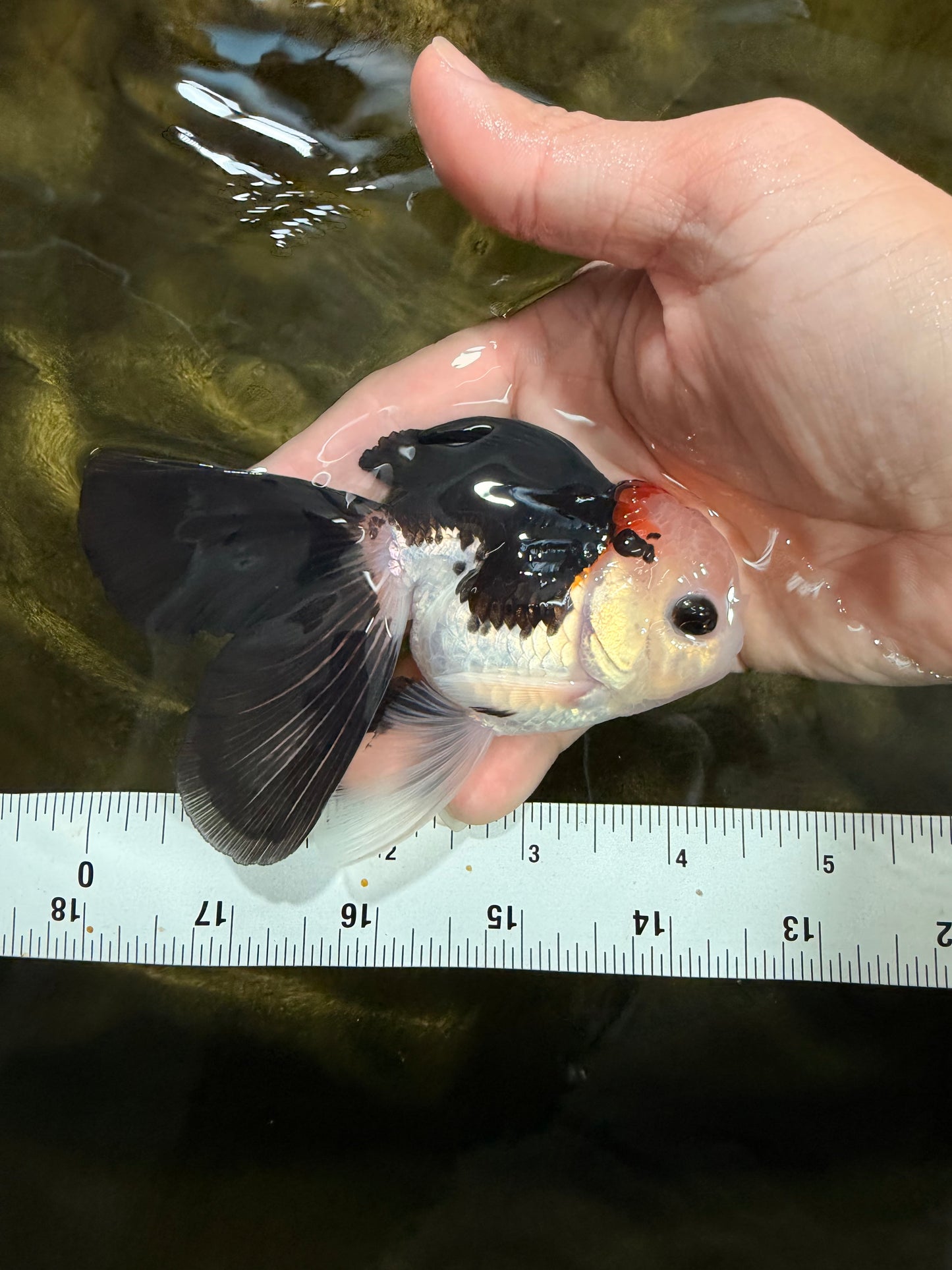 [SINGLE] Tricolor Oranda Male 4-4.5 inches #103125SO_01