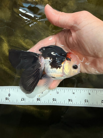 [SINGLE] Tricolor Oranda Male 4-4.5 inches #103125SO_01