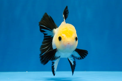 [SINGLE] Panda Button Eyes Oranda Female 4-4.5 inches #041026SO_04