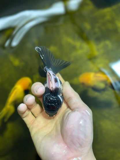 [SINGLE] Panda Oranda Male 4 inches #013125SO_18