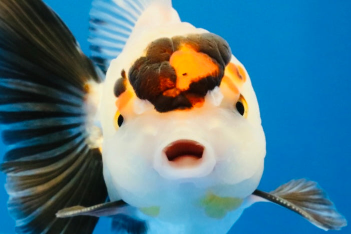 [SINGLE] Tricolor Oranda Male 4 inches #032026SO_04