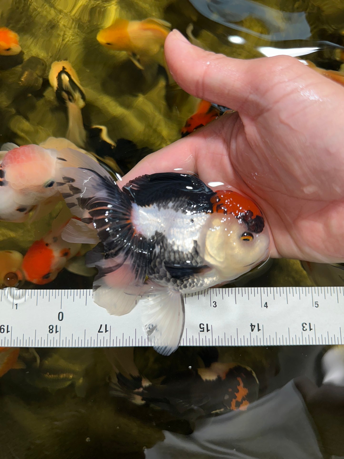 [QUAD] Mix Color All Male Oranda 4.5 inches #051625QO_08