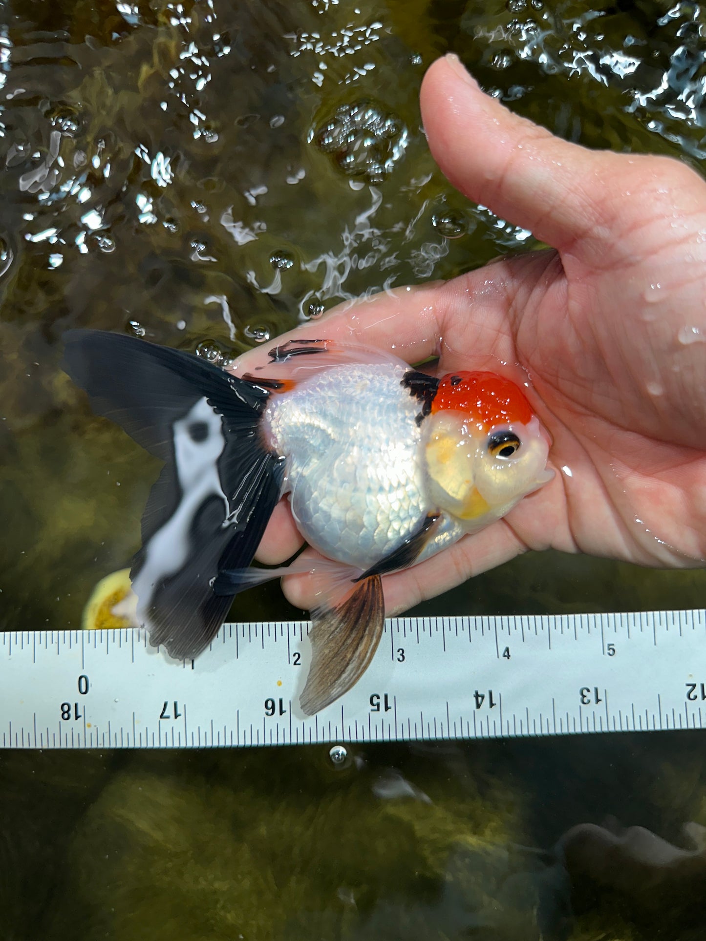 [COUPLE] Tiger Male & Tricolor Female 4-4.5 inches #091925CO_02