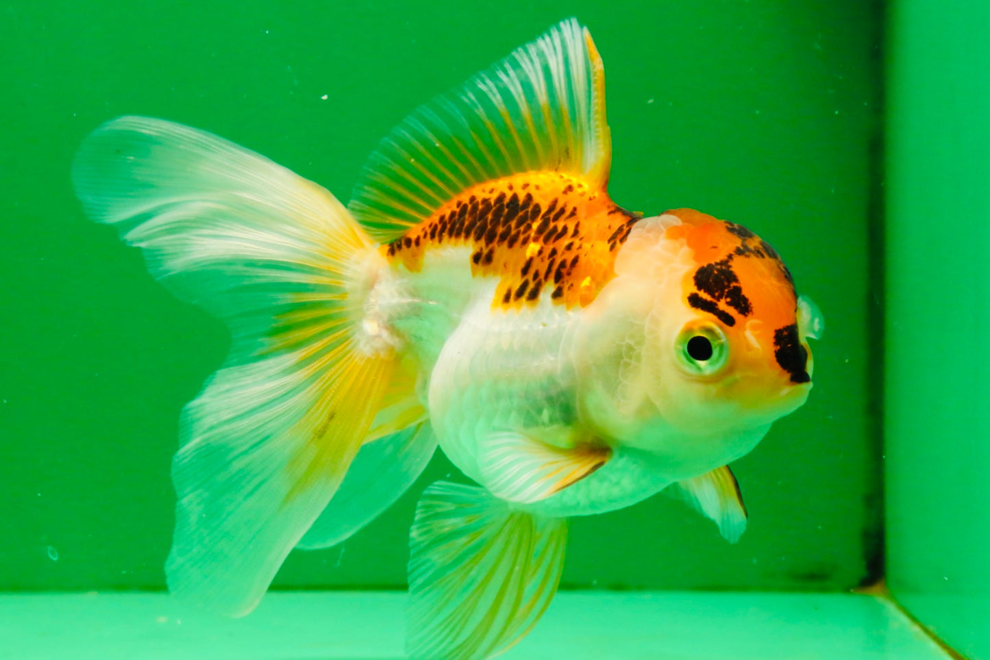 [TRIPLE] Mixed Color Oranda 3.5-4.5 inches #121925TO_05