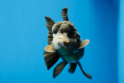 [SINGLE] Black Oranda Female 4-4.5  inches #040326SO_03