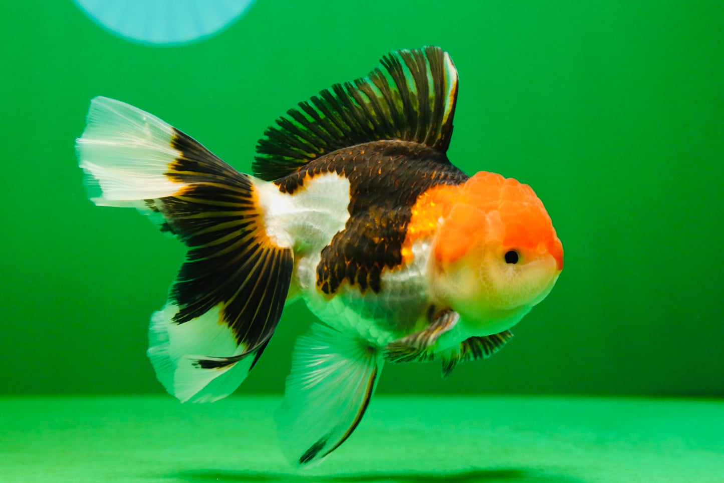 [SINGLE] Tricolor Oranda Male 4.5-5 inches #080125SO_16