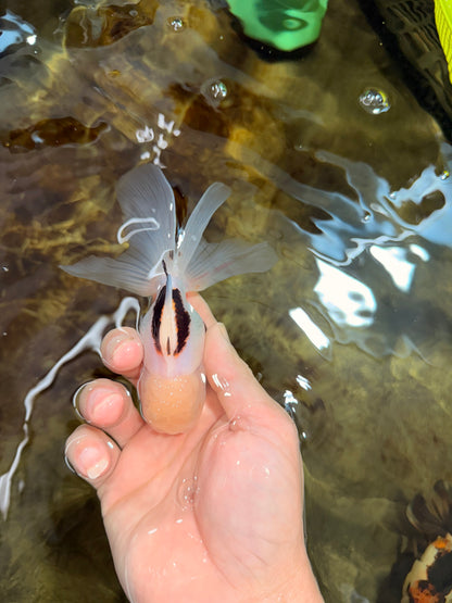 [SINGLE] Tricolor Oranda Male 4.5 inches #112125SO_02