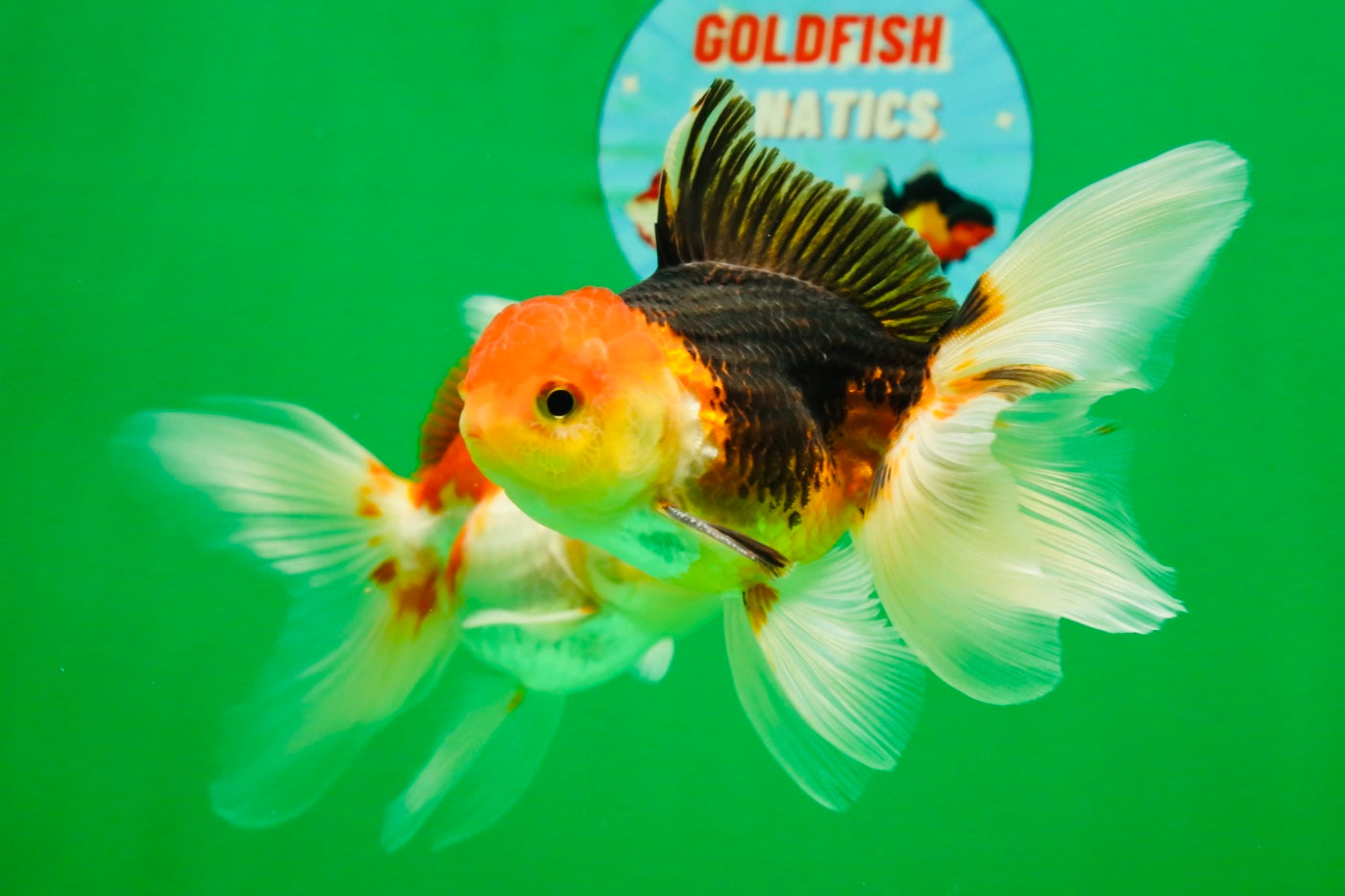 [COUPLE] Tricolor Male & Red White Female Oranda 4-4.5 inches #101025CO_03
