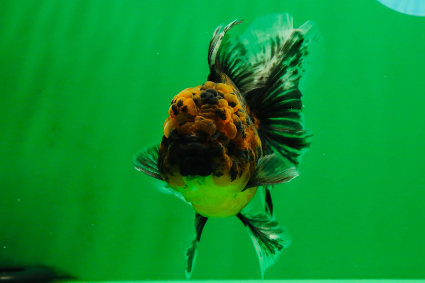 [SINGLE] Tiger Male Oranda 4.5 inches #101025SO_12