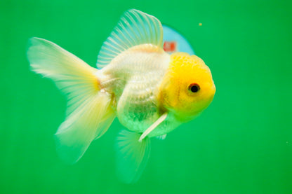 [SINGLE] Lemonhead Oranda Male 4.5 inches #090525SO_07