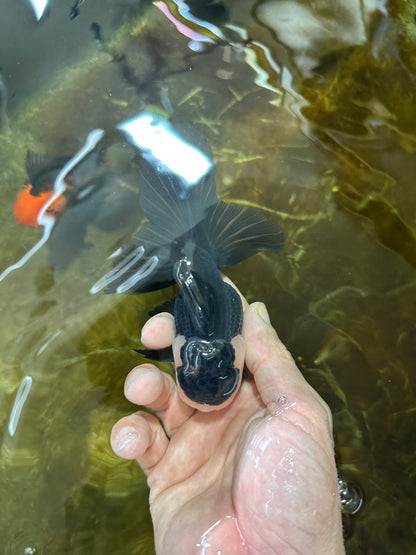 [SINGLE] Panda Oranda Male 4.5 inches #081525SO_06