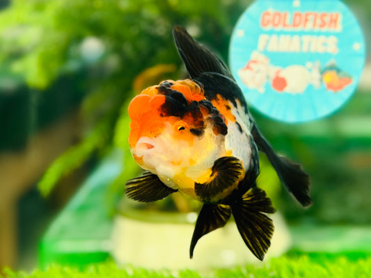 [SINGLE] Tricolor Oranda Female size 4 inches #112224SO_17