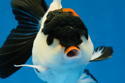 [SINGLE] Tricolor Oranda Female 4-4.5 inches #041026SO_05