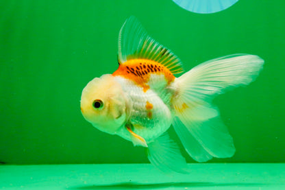 [SINGLE] Orange White Oranda Female 4-4.5 inches #111425SO_06