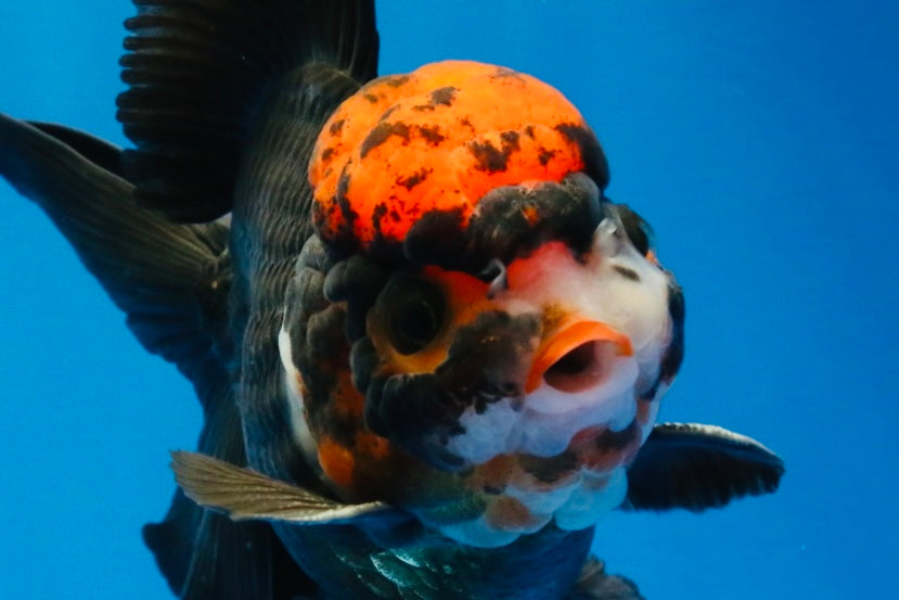 [SINGLE] Tricolor Oranda Male 4.5 inches #022726SO_06