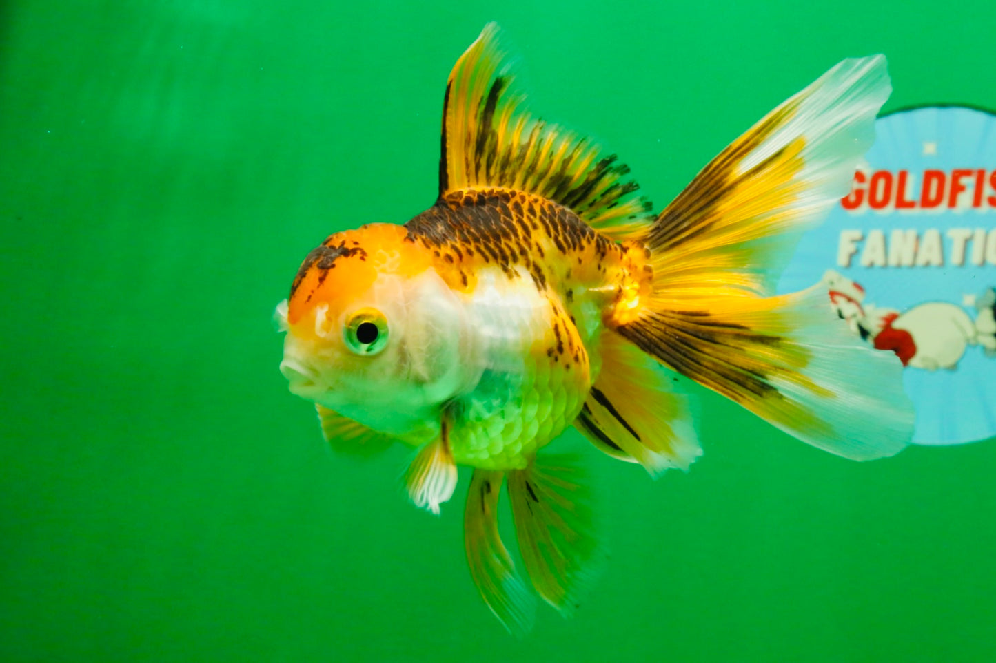 [SINGLE] Tricolor Oranda Female 4.5-5 inches #112125SO_06