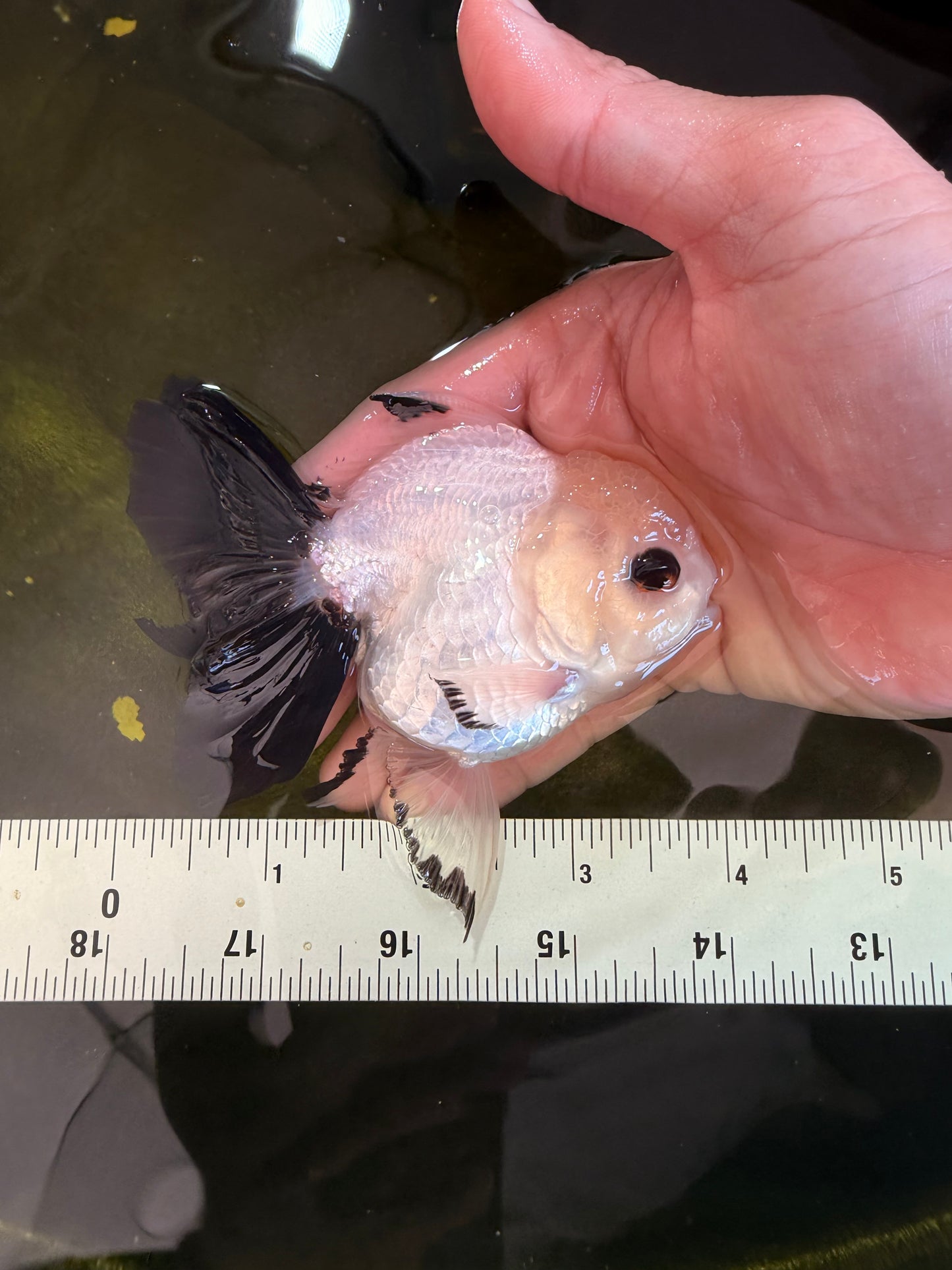 [SINGLE] Panda Oranda Male 4 inches #041026SO_08