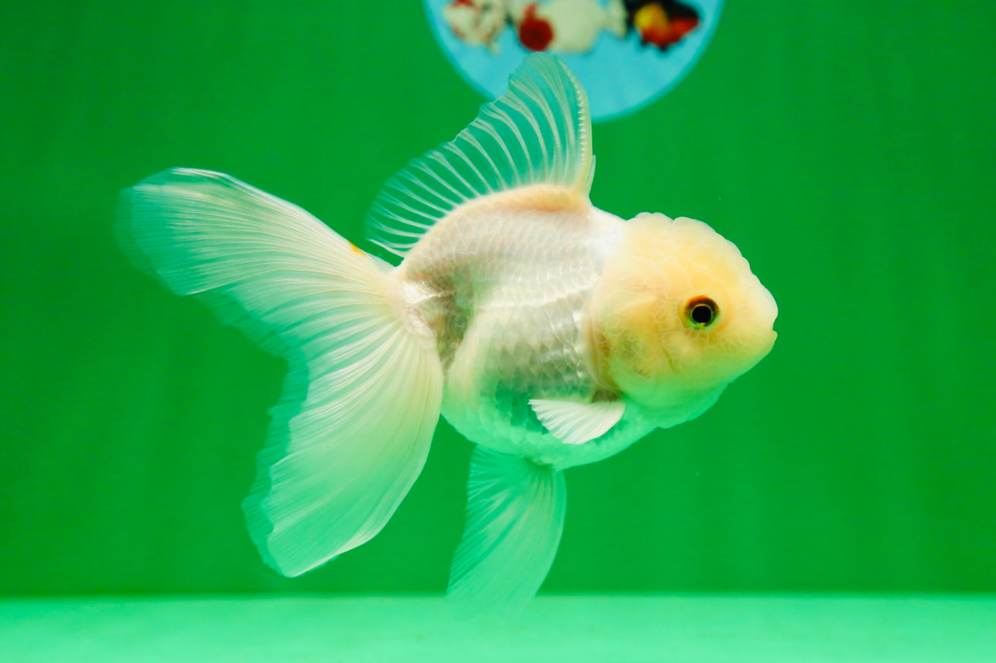 [SINGLE] White Oranda Female 5 inches #081525SO_10