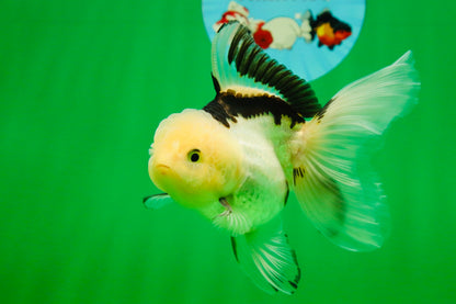[SINGLE] Panda Oranda Female 4.5-5  inches #080825SO_02