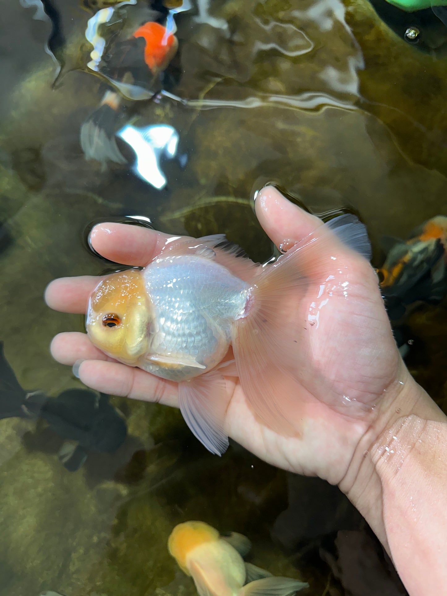 [SINGLE] White Male Oranda 5 inches #080125SO_05