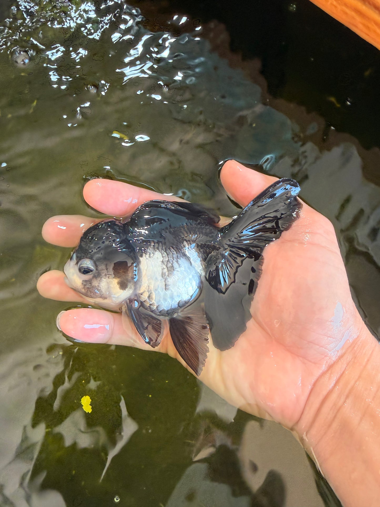 [SINGLE] Panda Oranda Female 4.5 inches #041026SO_02