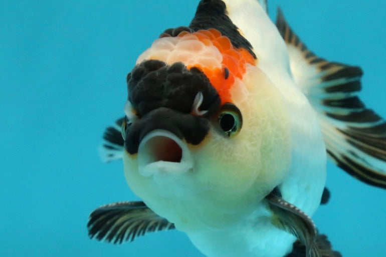 [SINGLE] Tricolor Oranda Male 4 inches #112924SO_10