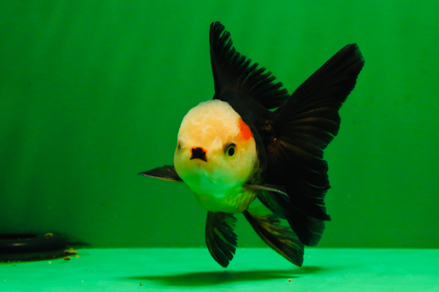 [COUPLE] White Head Male & Red Head Tricolor Female 4-4.5 inches #091925CO_05