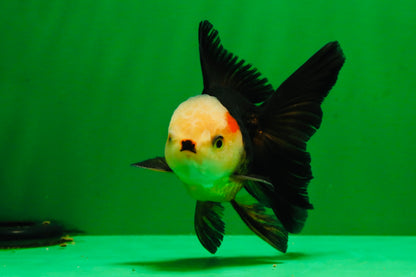 [COUPLE] White Head Male & Red Head Tricolor Female 4-4.5 inches #091925CO_05
