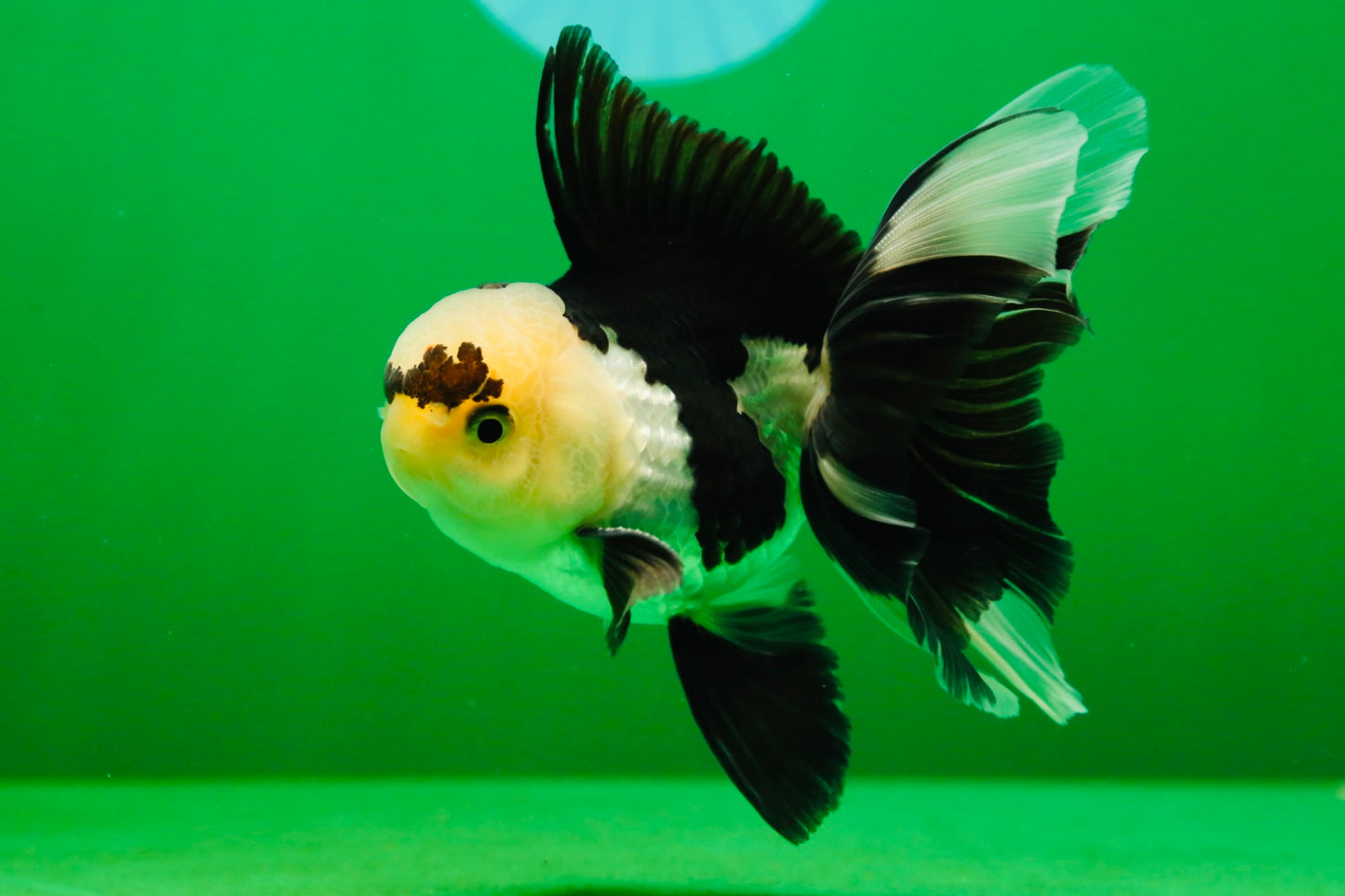 [SINGLE] Panda Male Oranda 4.5 inches #080125SO_09
