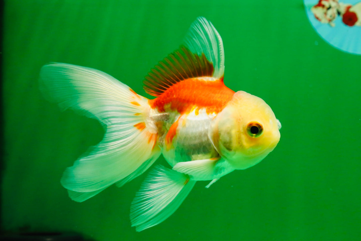 [COUPLE] Tricolor Male & Red White Female Oranda 4-4.5 inches #101025CO_03