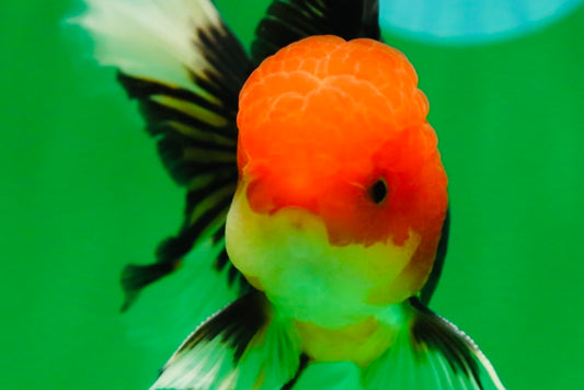[SINGLE] Tricolor Oranda Male 4.5-5 inches #082225SO_02