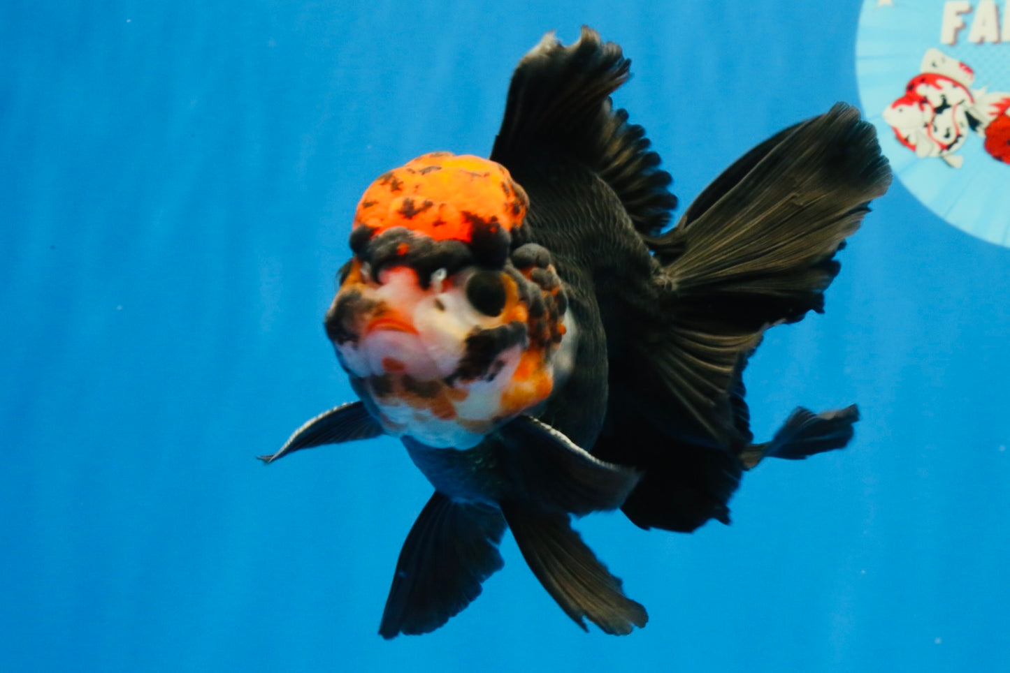 [SINGLE] Tricolor Oranda Male 4.5 inches #022726SO_06