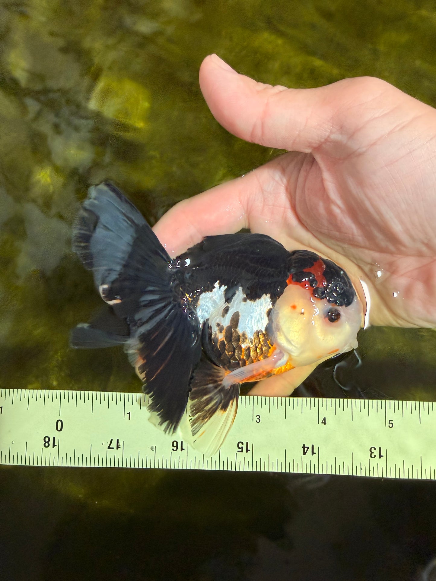 [SINGLE] Tricolor Oranda Male 4.5 inches #022726SO_01