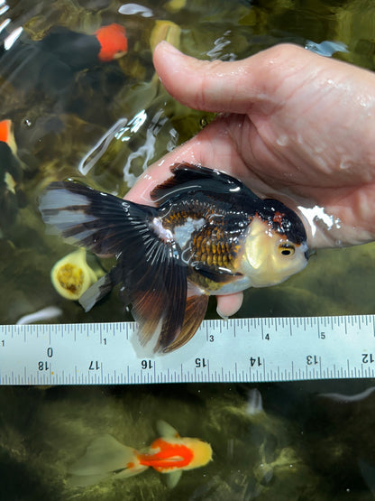 [COUPLE] Tiger Male & Panda Female Oranda 4.5 inches #101025CO_06