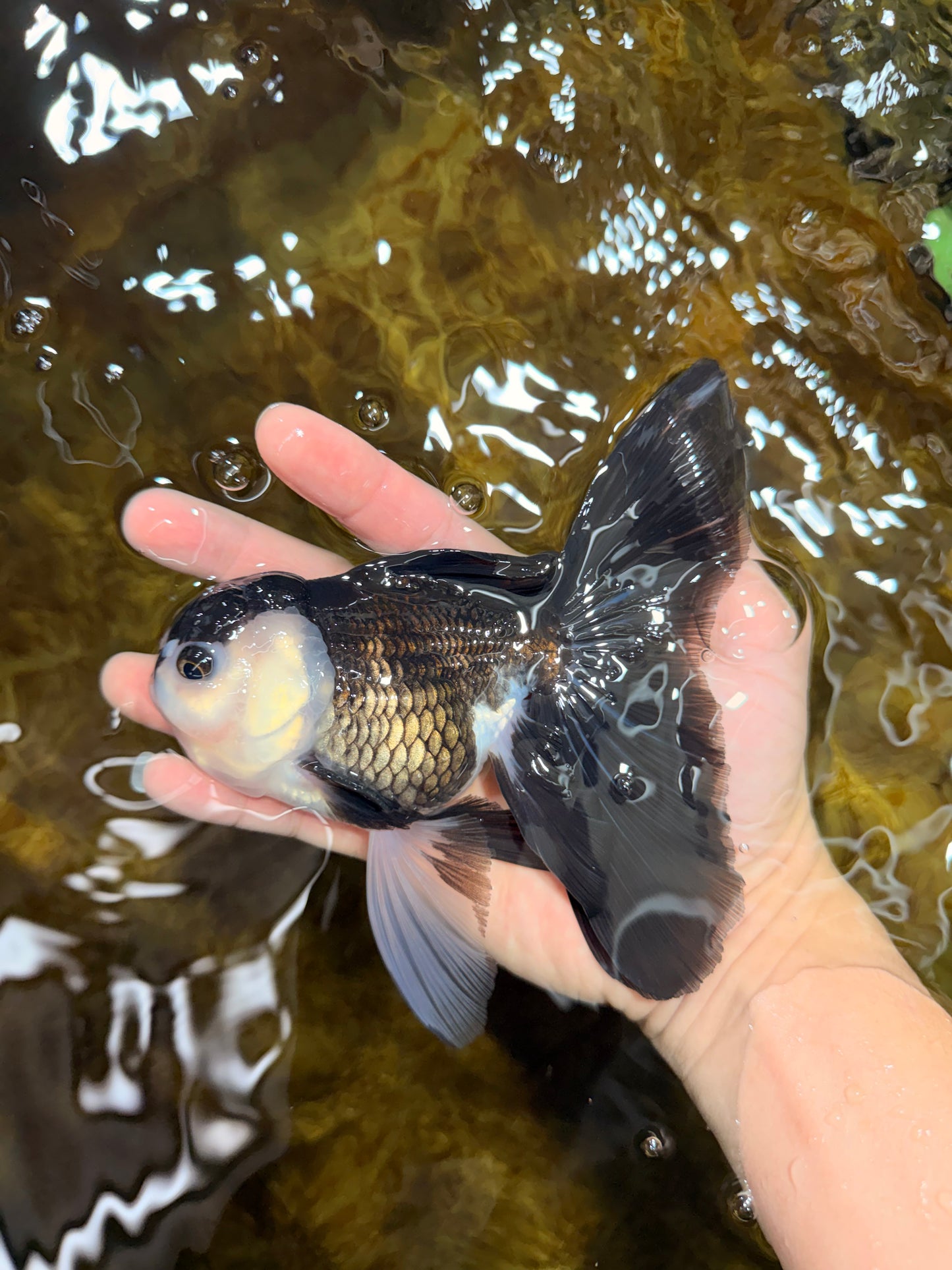 [SINGLE] Panda Oranda Male 5.5-6  inches #121925SO_02