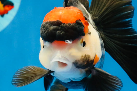 [SINGLE] Tricolor Oranda Female 4-4.5 inches #031326SO_01