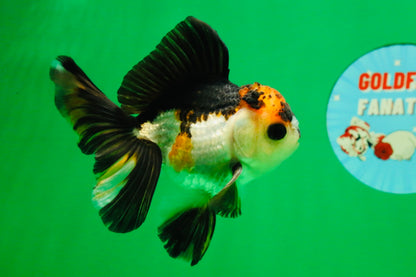 [SINGLE] Tricolor Oranda Male 4 inches #112125SO_04