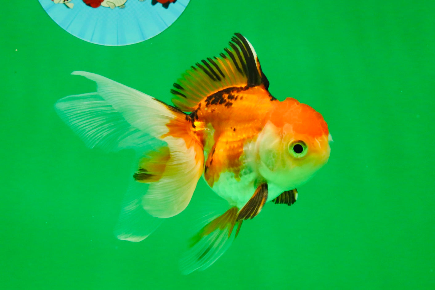 [SINGLE] Tricolor Oranda Male 4-4.5 inches #111425SO_03