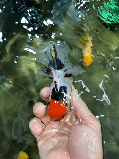 [COUPLE] Tricolor Male & Panda Female Oranda 4.5-5 inches #052325CO_09