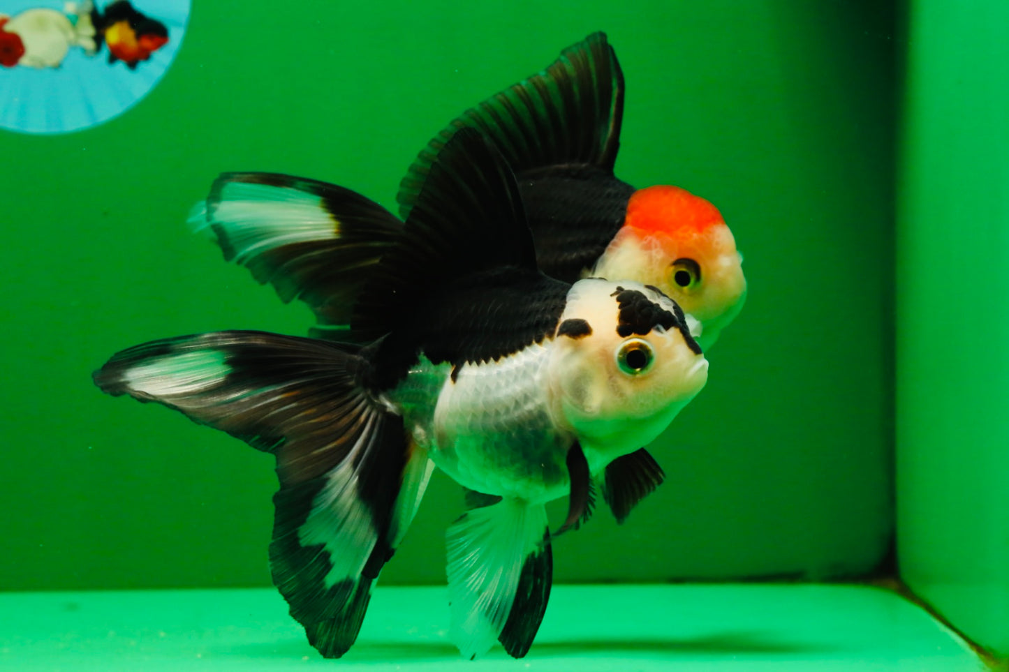 [COUPLE] Tricolor Male & Panda Female Oranda 4.5 inches #101025CO_02