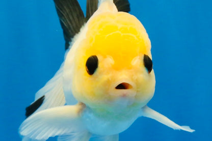 [SINGLE] Lemonhead Bottom Eyes Oranda Male 4.5 inches #022726SO_05